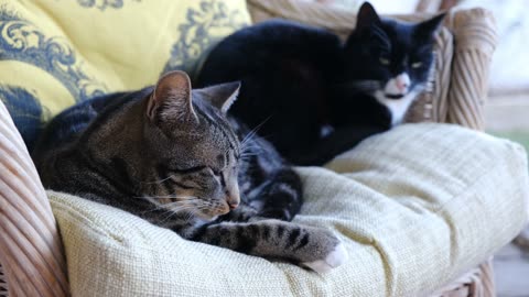 Two cat friends are now sleeping on the sofa after eating (new dog video)