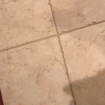 Dog was SUPPOSE to get mouse