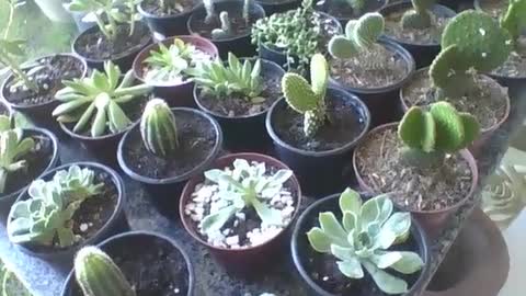 Mostrando os cactos e suculentas em pequenos vasos na floricultura! [Nature & Animals]