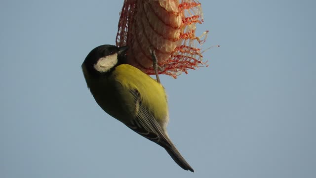 A Green Sparrow Feeding On Food Placed In A Hanging Plastic Net