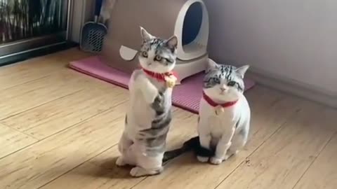 two cute and funny kittens dancing