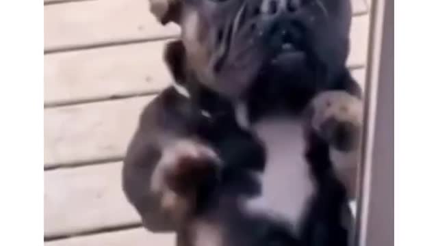 Funny dog dance video