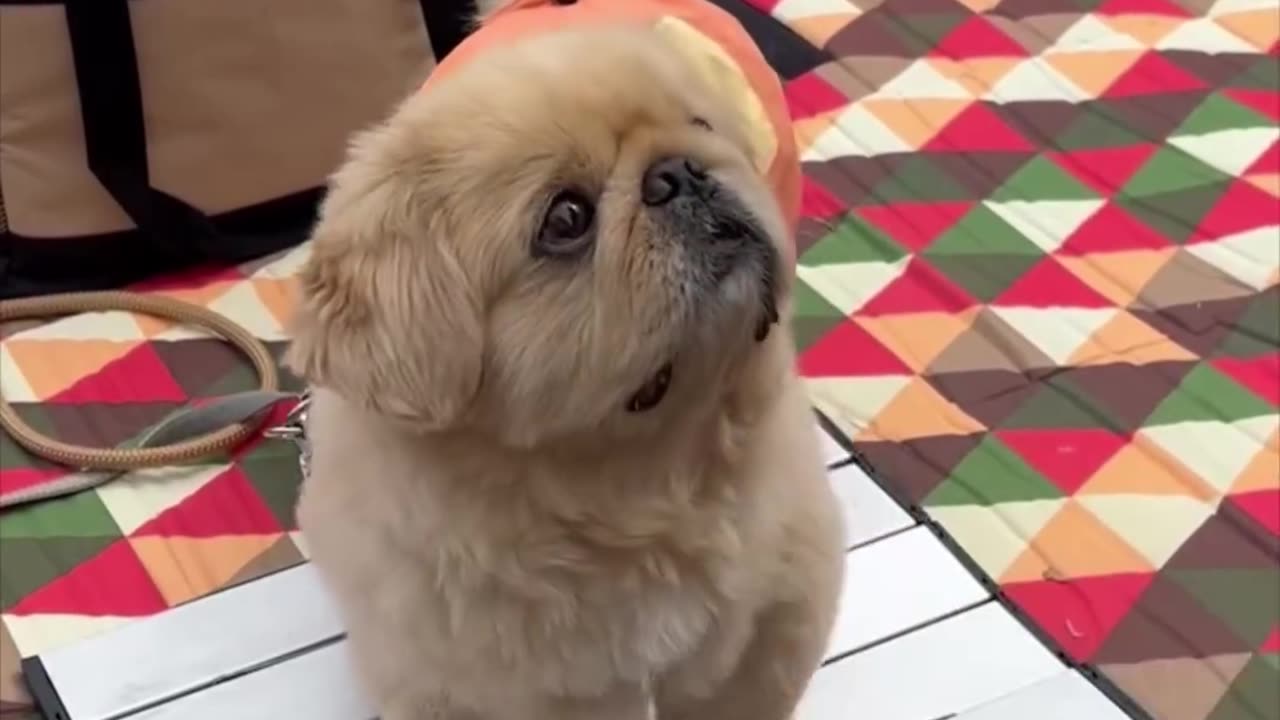 Hilarious Dogs & Cats 😂New Funniest Pet Videos 🐾 15.7 badge Subscribe /