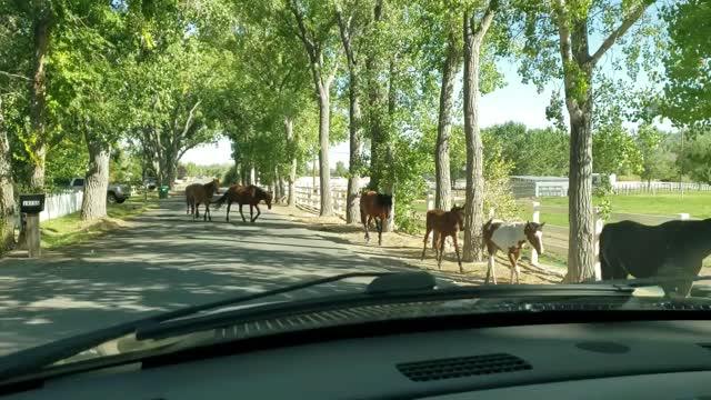 Heavy Traffic