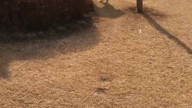 Golden retriever living in hanok