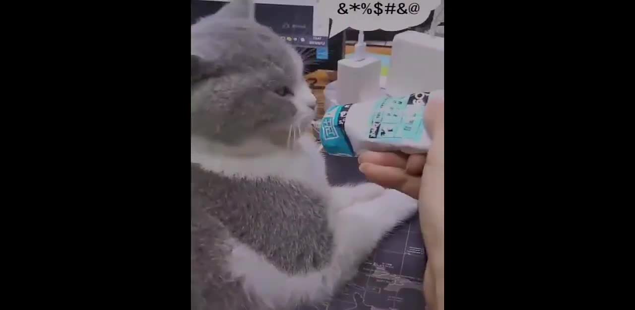 Funny animal cats and dogs, dig out the truth
