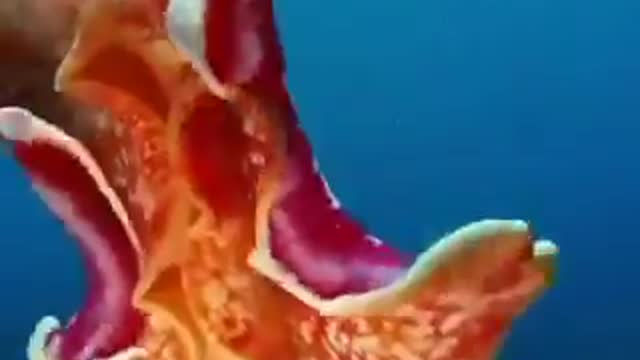what is the name of the animal?
