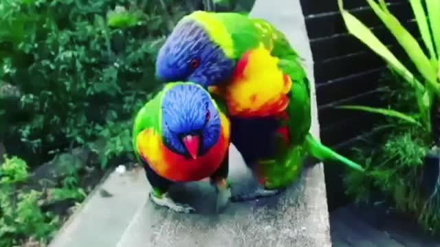 Bird mating