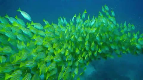 UNDER WATER FISH 😍