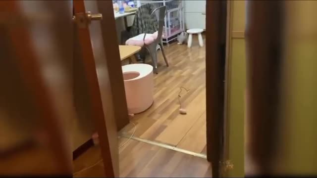 Baby Cats--- Cute And Funny Cat Videos Compilation | see Animal