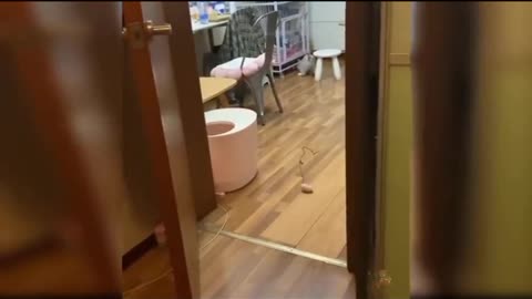 Baby Cats--- Cute And Funny Cat Videos Compilation | see Animal