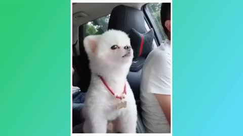 VERY COMEDY TRY NOT TO LAUGH TOO FUNNY PETS 😂 CUTE PUPPIES AND FUNNY WHATSAPP 2021