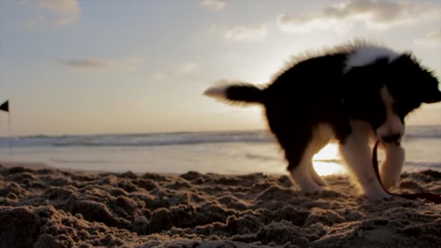 a cute dog playing with sand at the beach