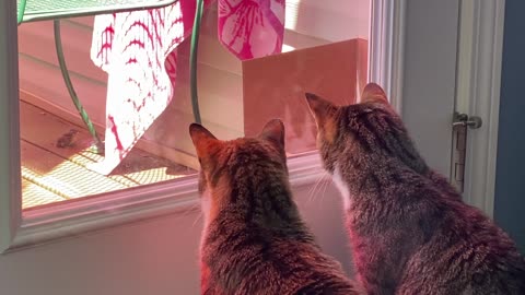 Monitoring the Wren Chick