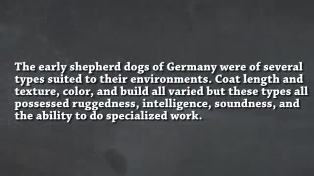 A history of the German Shepherd