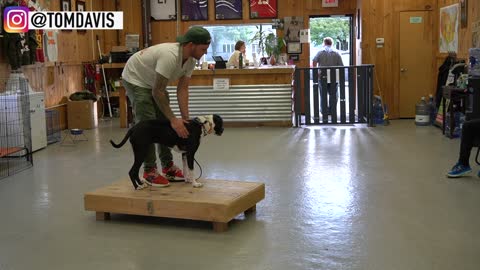 Dog Training Basics