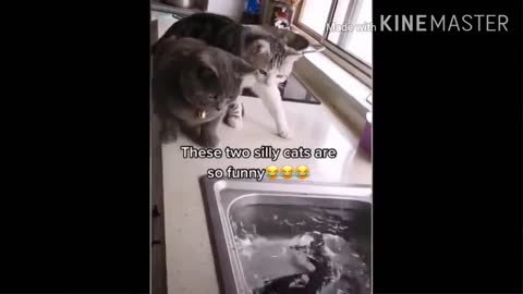 Cat so cute funny 🤣🤣🤣 funny video