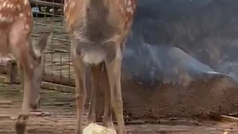 The Yellow sika deer is really beautiful