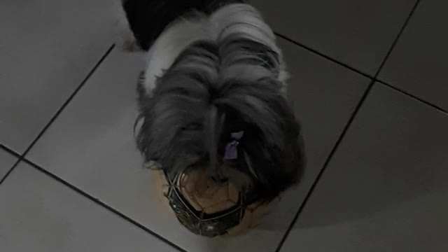 Jogadora de bola
