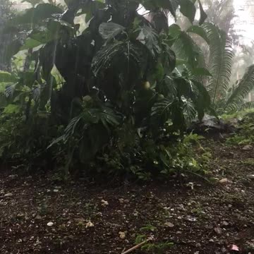 tropical rain