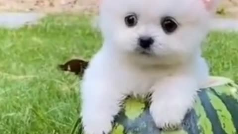 Funny and Cute Dog Pomeranian 😍🐶