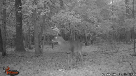 Whitetail Deer