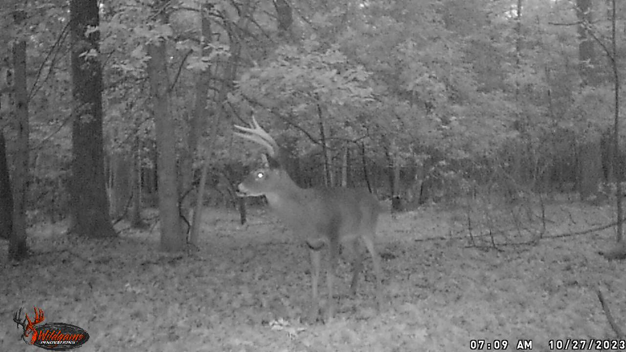 Whitetail Deer