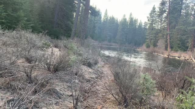 Exploring the Shoreline Area of Mighty Metolius River – Central Oregon