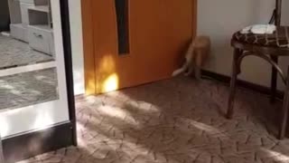 Filya's kitten plays with a Sunny Bunny