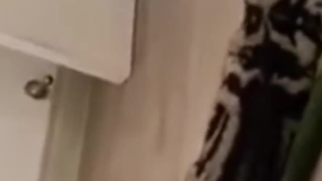 #So funny Dog and Cats/#dog &cats