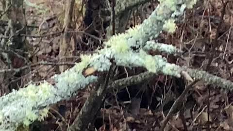A lichen for ya