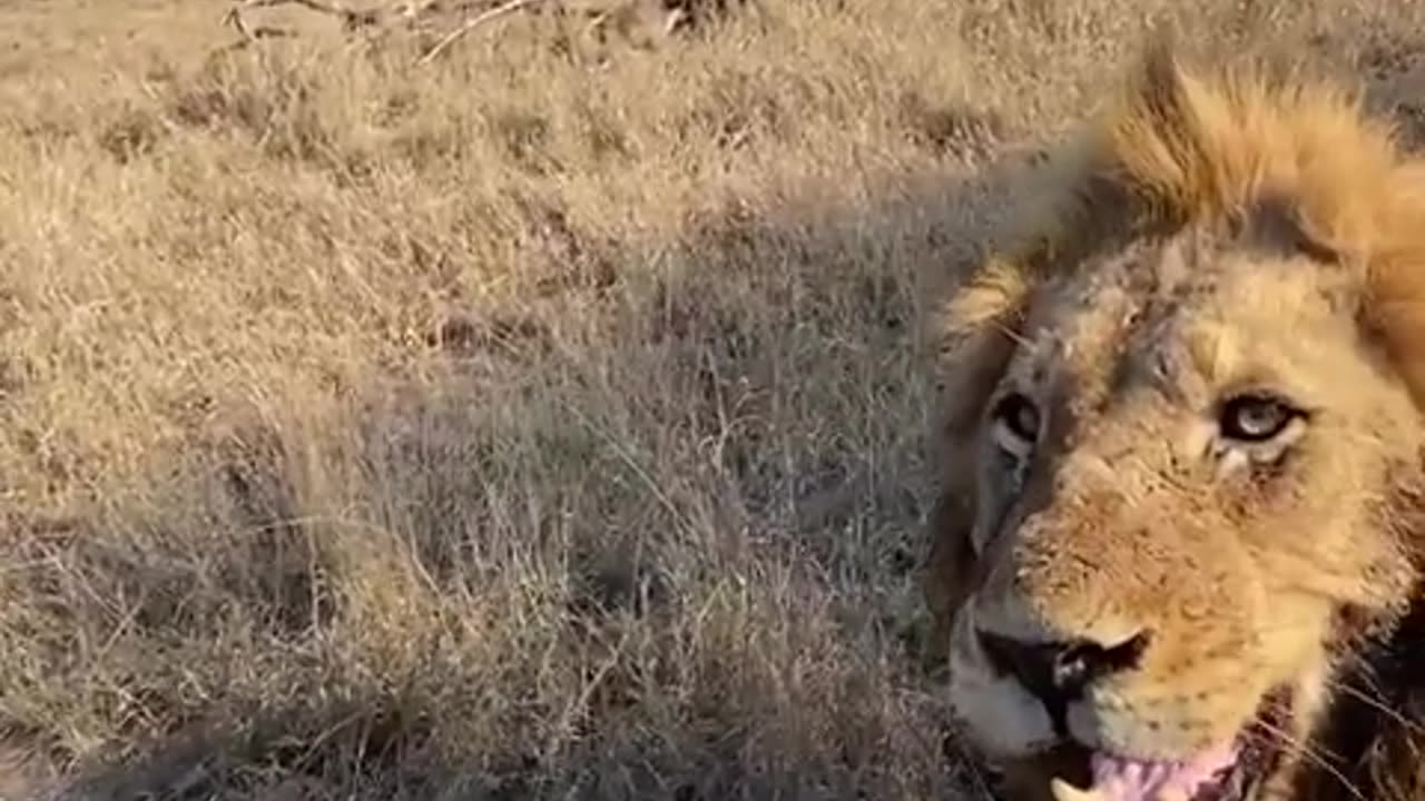 Please remember it is rare as I posted lots of videos of Lion walkbys