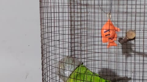 Parrot Places Bucket On Head