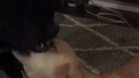 Black dog and orange dog howling together
