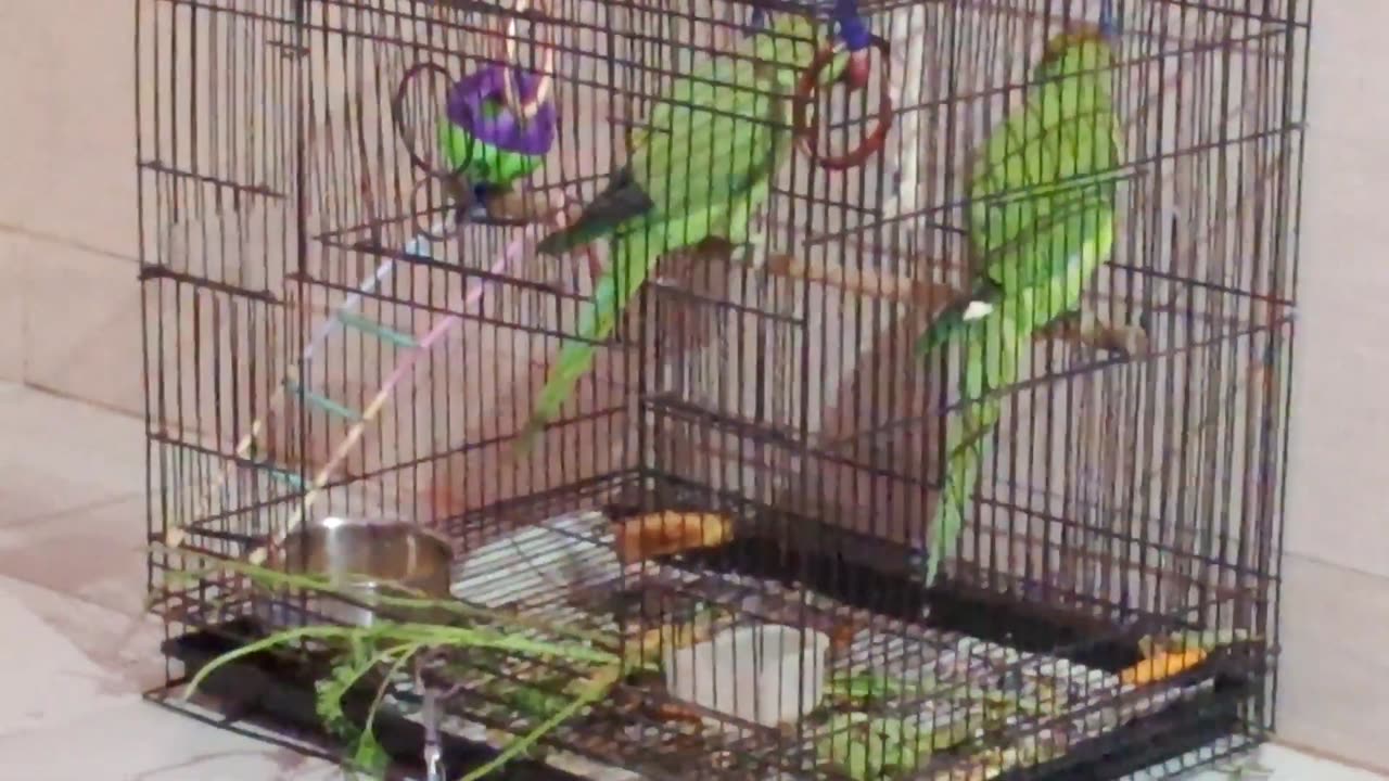 parrot eating