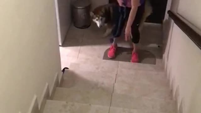 Impatient Husky excited to take a walk