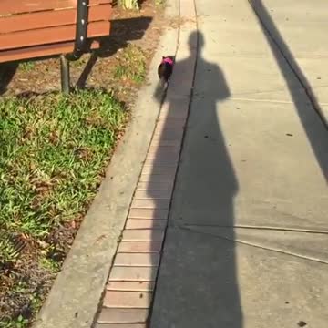 Adorable little piglet