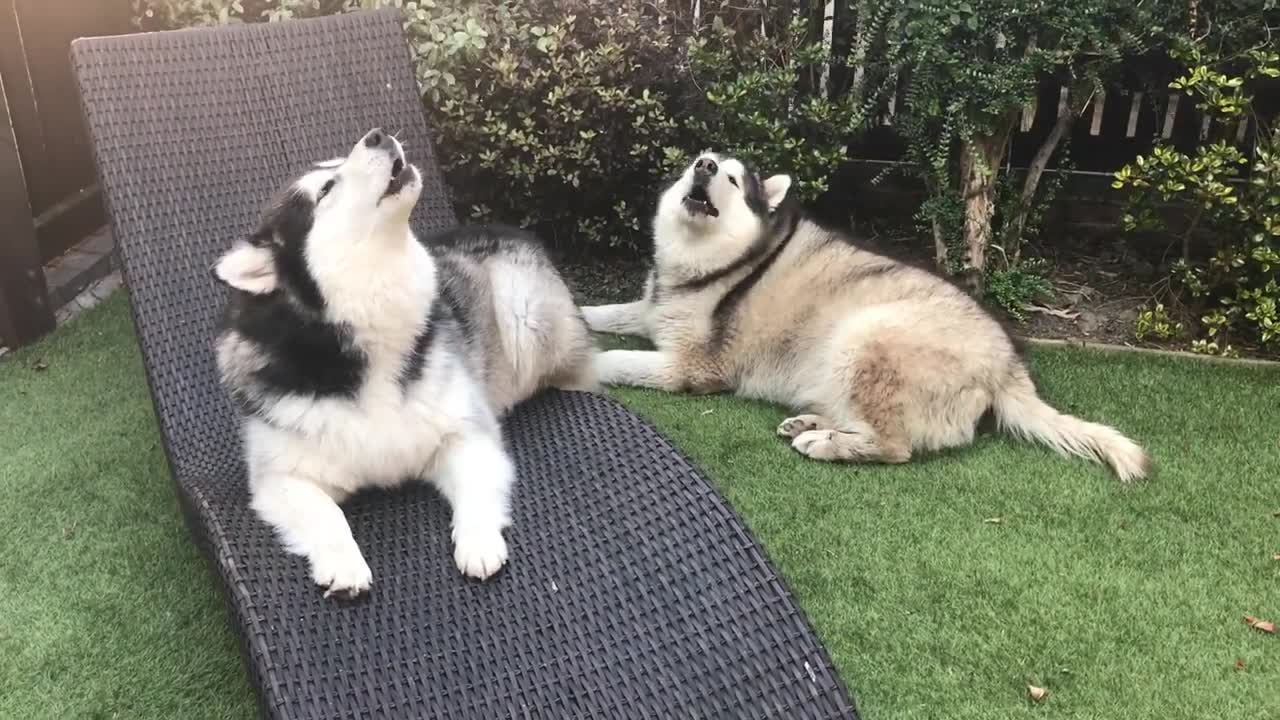 Amazing Dogs Howl, The Cutest