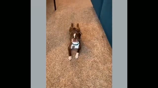 look at this wonderful puppy