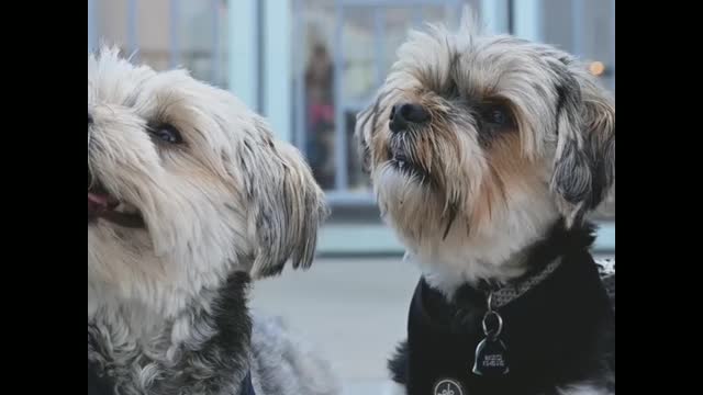 Two most funny puppy funny moment