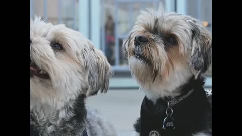 Two most funny puppy funny moment