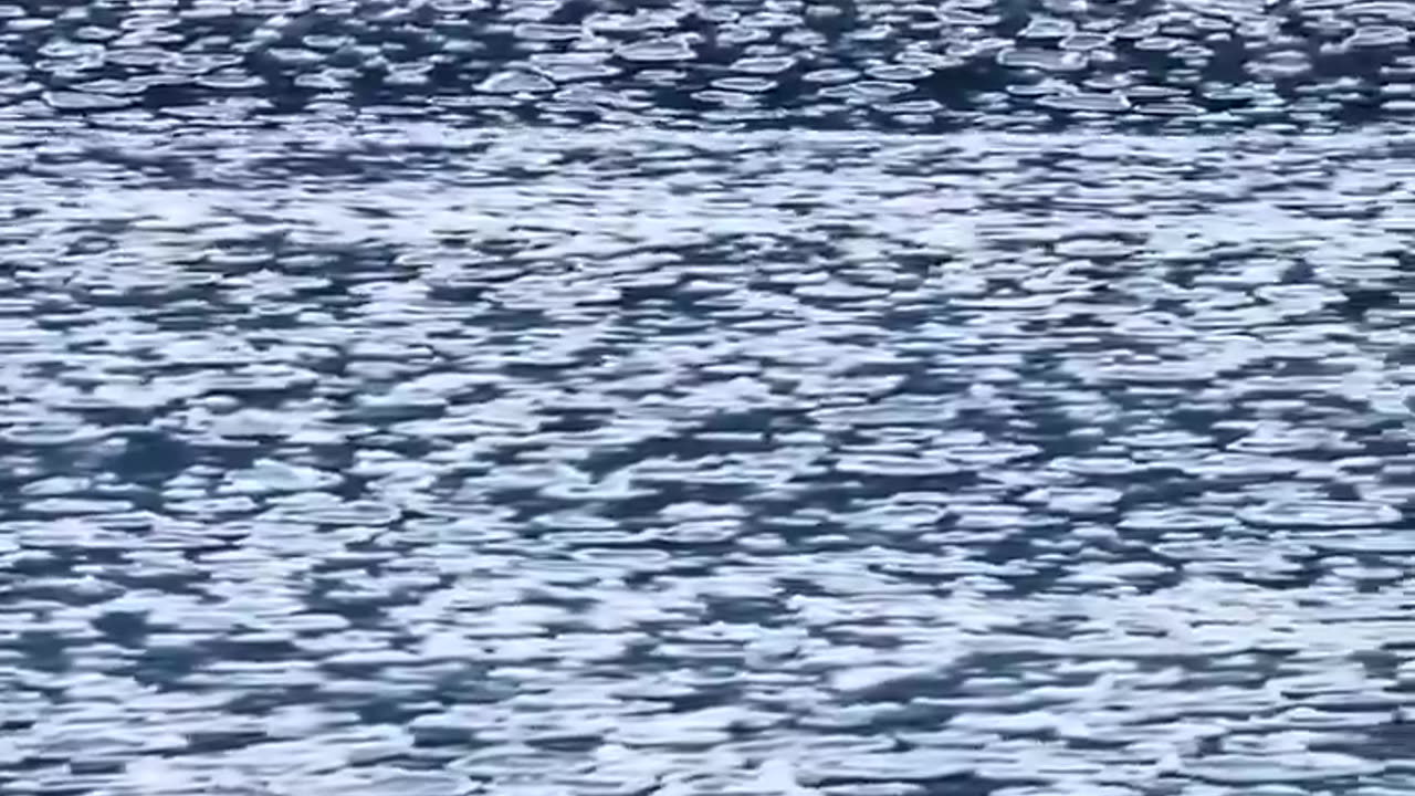 Polar Bear Walking on Ice 🧊 in the Ocean 🌊