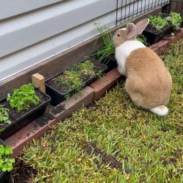 New Dad installed some fresh turf and a private herb garden in the neighBORhood.