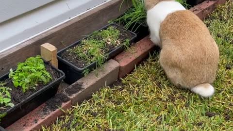 New Dad installed some fresh turf and a private herb garden in the neighBORhood.