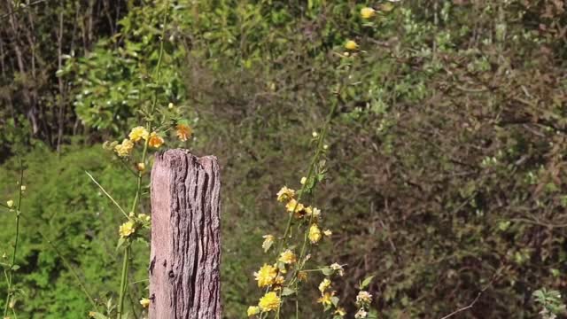 Story 5 - DANDELION TEA | The Power of Herbal Remedies