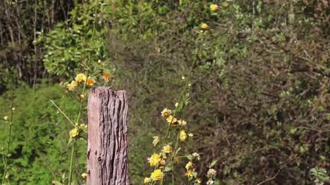 Story 5 - DANDELION TEA | The Power of Herbal Remedies