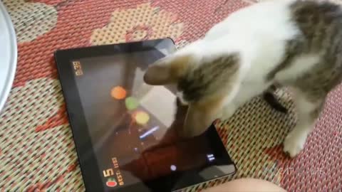 Popular Video compiled from all the funny and cute cats of worldwide!! LOL LOL