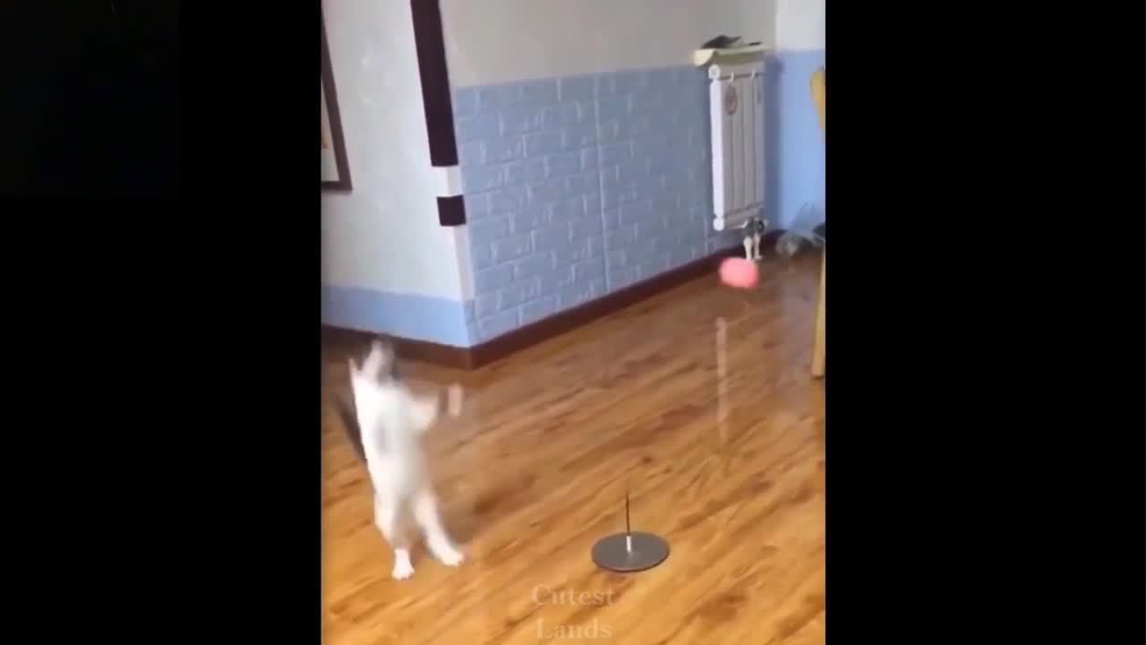 Cute And Funny Pets | Try Not To Laugh To These Pets My channel upload video pets compilation