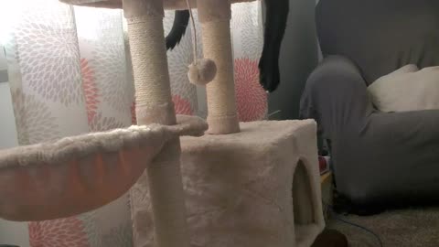 Silly black cat