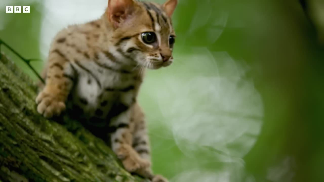 Smallest Cat in The World: The Rusty Spotted Cat | Big Cats | BBC Earth